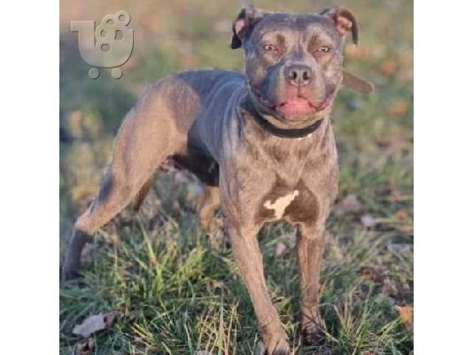 Κουτάβια Bluenose Pitbull